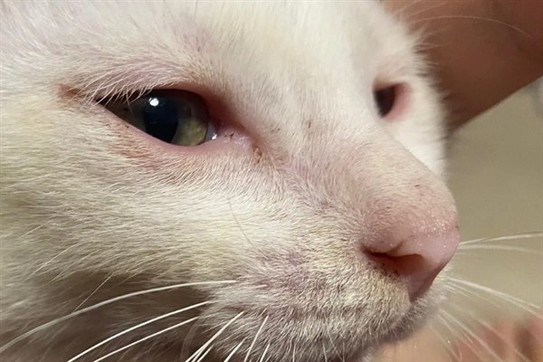 猫咪为什么流眼泪，可能是猫粮太咸太油、不适应环境等因素所致