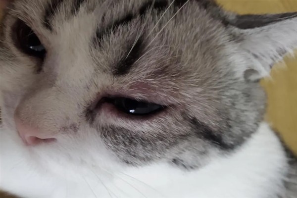 猫咪为什么流眼泪，可能是猫粮太咸太油、不适应环境等因素所致
