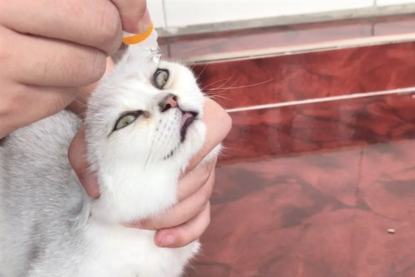 猫咪为什么流眼泪，可能是猫粮太咸太油、不适应环境等因素所致