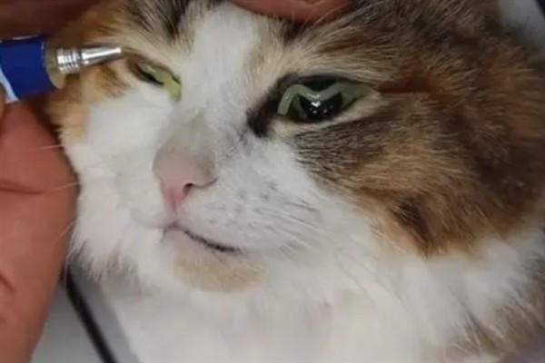 猫咪为什么流眼泪，可能是猫粮太咸太油、不适应环境等因素所致