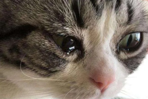 猫咪为什么流眼泪，可能是猫粮太咸太油、不适应环境等因素所致