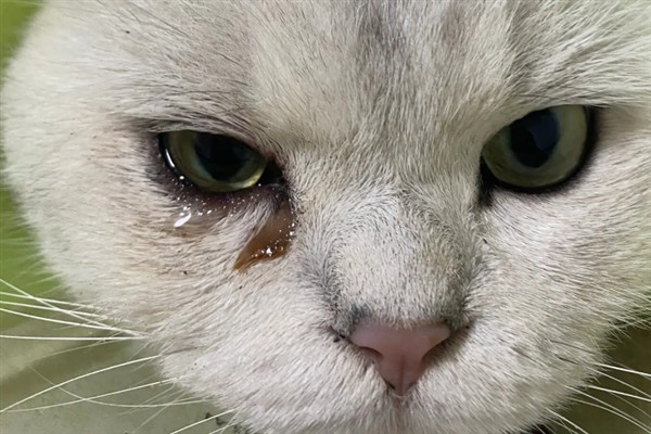 猫咪为什么流眼泪，可能是猫粮太咸太油、不适应环境等因素所致