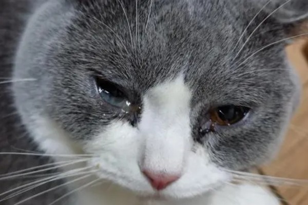 猫咪为什么流眼泪，可能是猫粮太咸太油、不适应环境等因素所致