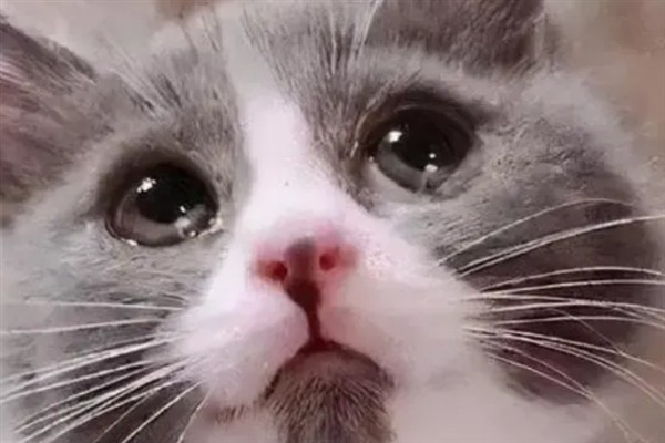 猫咪为什么流眼泪，可能是猫粮太咸太油、不适应环境等因素所致