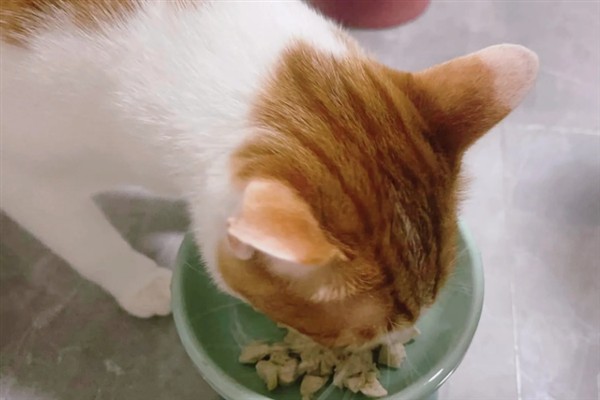 猫咪为什么流眼泪，可能是猫粮太咸太油、不适应环境等因素所致
