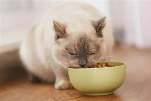 猫咪为什么流眼泪，可能是猫粮太咸太油、不适应环境等因素所致
