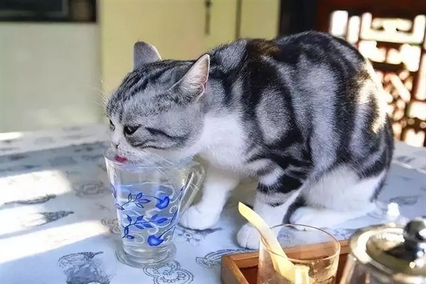 猫咪为什么流眼泪，可能是猫粮太咸太油、不适应环境等因素所致