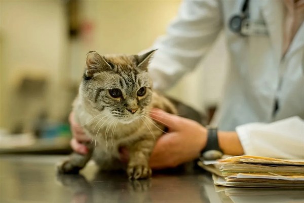 猫咪为什么流眼泪，可能是猫粮太咸太油、不适应环境等因素所致