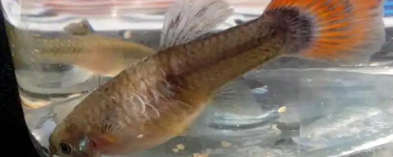 孔雀鱼炸鳞怎么处理，首先要将它们隔离