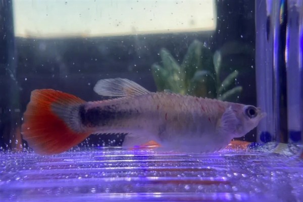 孔雀鱼炸鳞怎么处理，首先要将它们隔离