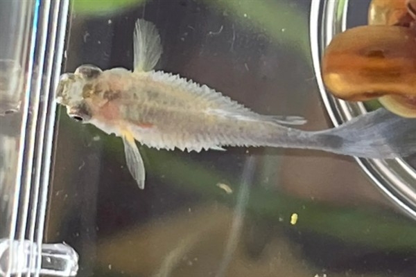 孔雀鱼炸鳞怎么处理，首先要将它们隔离