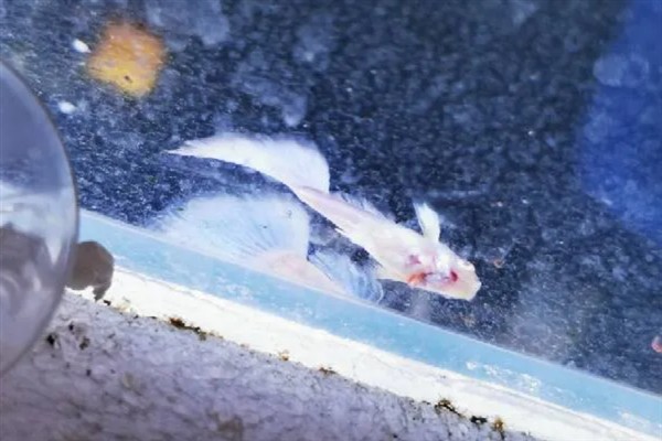 孔雀鱼炸鳞怎么处理，首先要将它们隔离