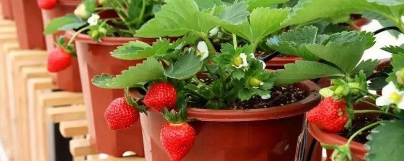 草莓如何盆栽，每个星期追施一次肥料