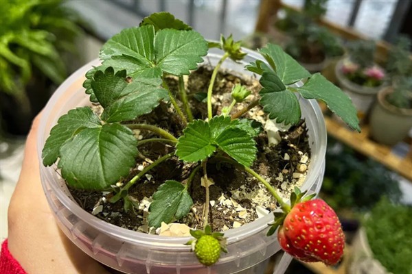 草莓如何盆栽，每个星期追施一次肥料