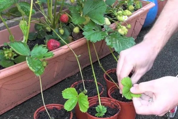 草莓如何盆栽，每个星期追施一次肥料