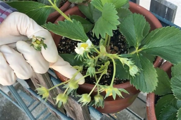 草莓如何盆栽，每个星期追施一次肥料
