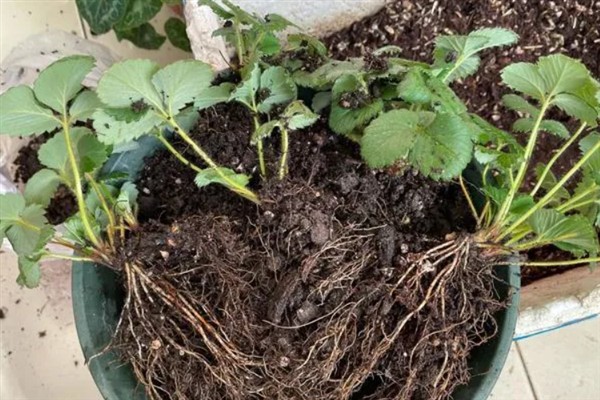 草莓如何盆栽，每个星期追施一次肥料