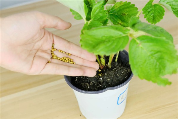 草莓如何盆栽，每个星期追施一次肥料