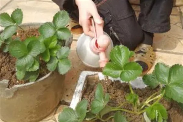 草莓如何盆栽，每个星期追施一次肥料