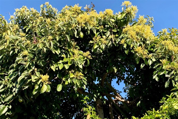牛油果开花不结果的原因，没有授粉便无法正常结果