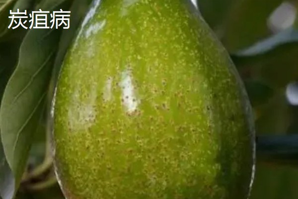 牛油果开花不结果的原因，没有授粉便无法正常结果