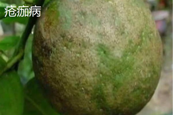 牛油果开花不结果的原因，没有授粉便无法正常结果