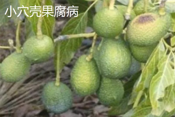 牛油果开花不结果的原因，没有授粉便无法正常结果