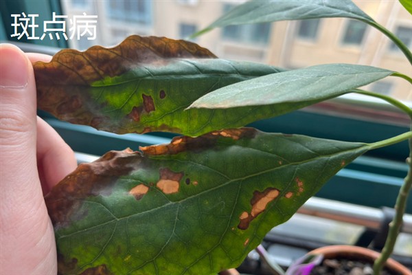 牛油果开花不结果的原因，没有授粉便无法正常结果