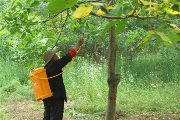 牛油果开花不结果的原因，没有授粉便无法正常结果