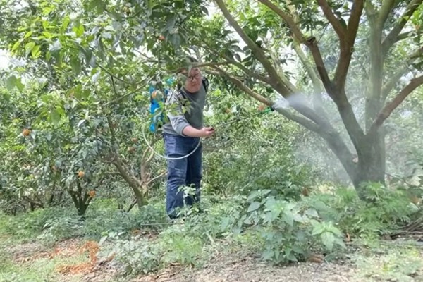 牛油果开花不结果的原因，没有授粉便无法正常结果