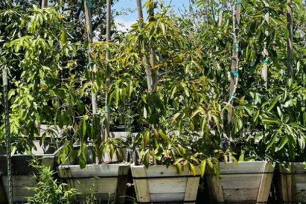牛油果开花不结果的原因，没有授粉便无法正常结果