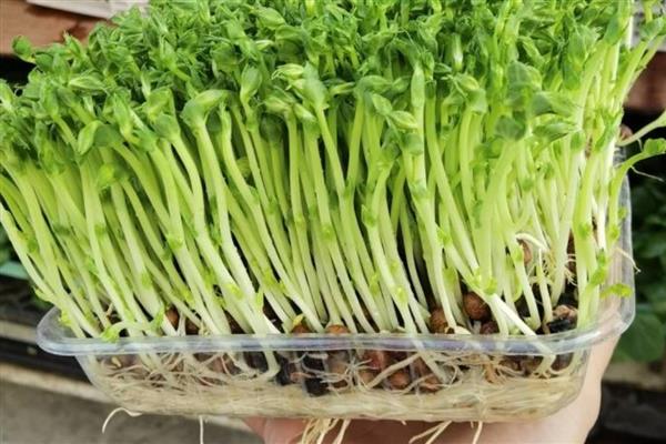 豌豆苗如何进行无土栽培，在容器中装水并添加营养液后再放入幼苗