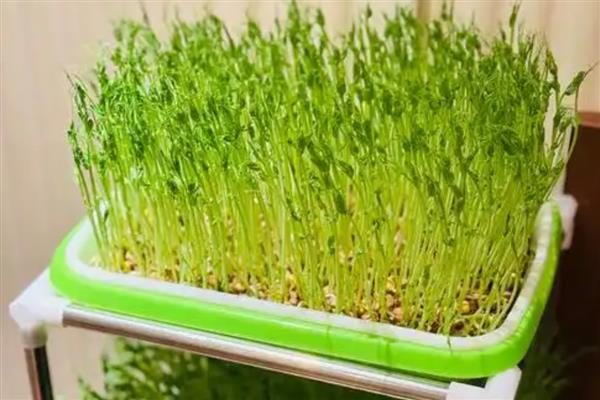 豌豆苗如何进行无土栽培，在容器中装水并添加营养液后再放入幼苗