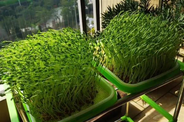 豌豆苗如何进行无土栽培，在容器中装水并添加营养液后再放入幼苗