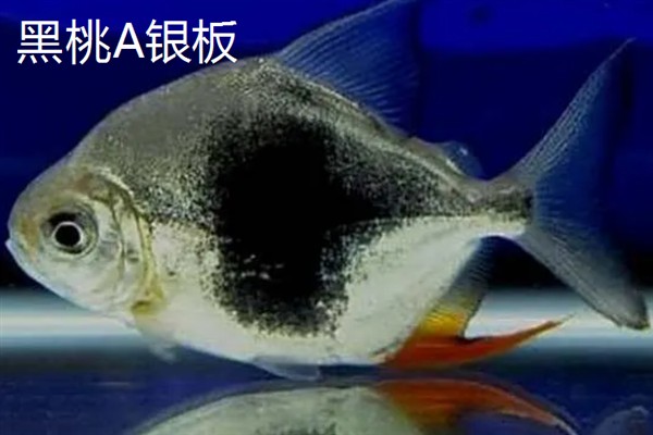 银板鱼有什么品种，常见鹰嘴银板、花豹银板等品种