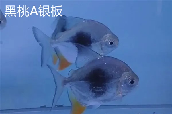 银板鱼有什么品种，常见鹰嘴银板、花豹银板等品种