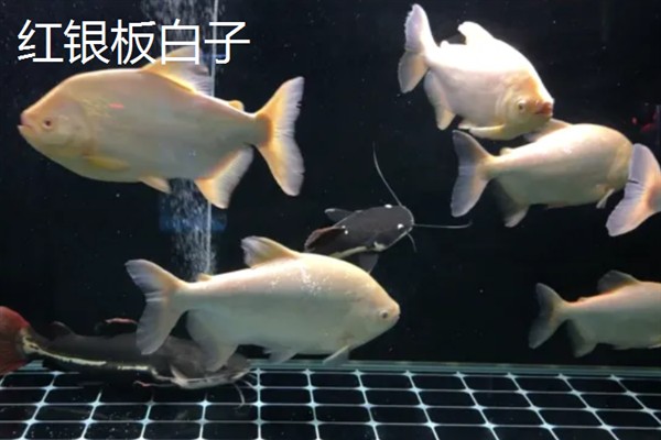 银板鱼有什么品种，常见鹰嘴银板、花豹银板等品种