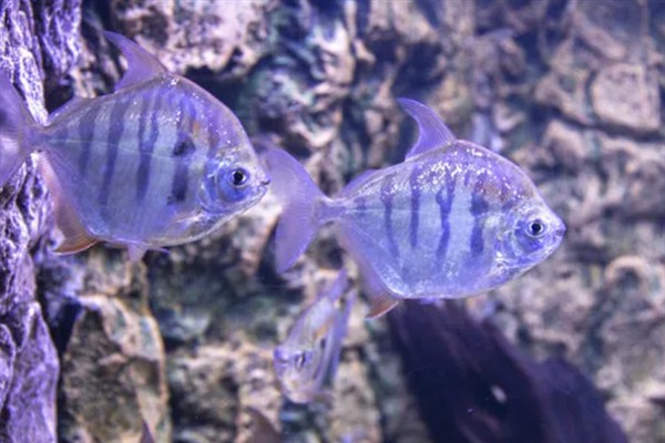 银板鱼有什么品种，常见鹰嘴银板、花豹银板等品种