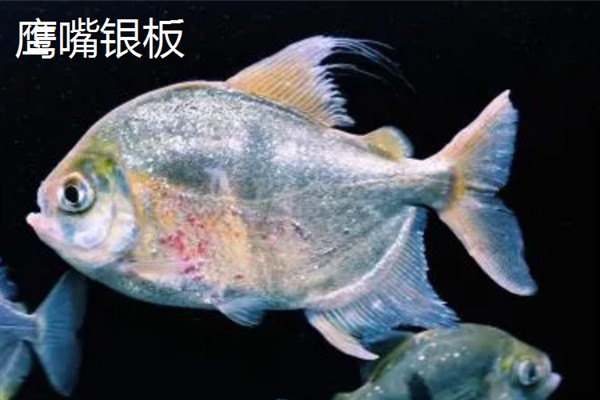 银板鱼有什么品种，常见鹰嘴银板、花豹银板等品种