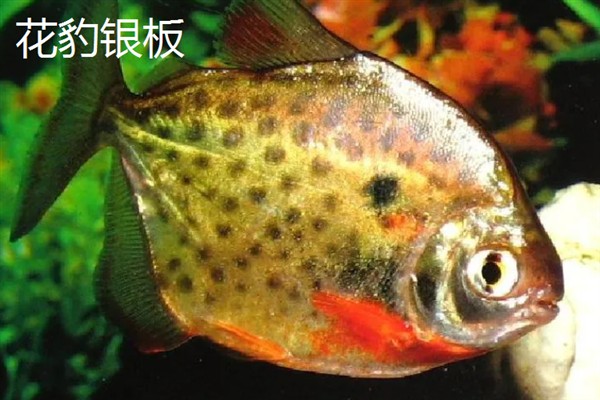 银板鱼有什么品种，常见鹰嘴银板、花豹银板等品种