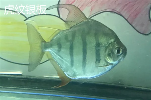 银板鱼有什么品种，常见鹰嘴银板、花豹银板等品种