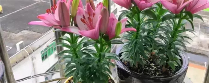 百合花不能放卧室的原因，其花香味浓郁会影响睡眠