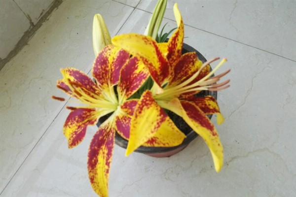 百合花不能放卧室的原因,其花香味浓郁会影响睡眠