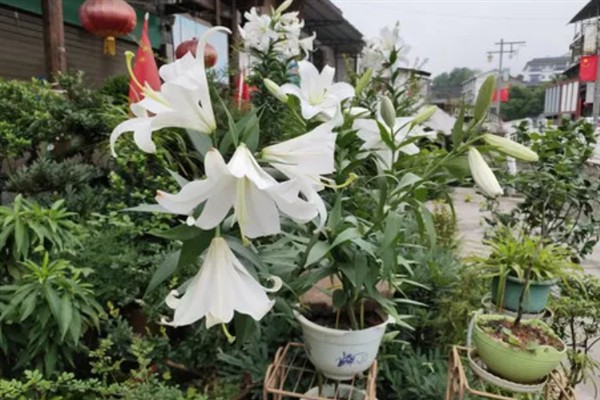 百合花不能放卧室的原因,其花香味浓郁会影响睡眠