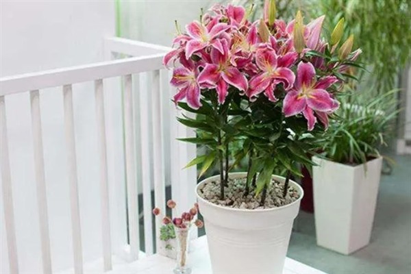 百合花不能放卧室的原因,其花香味浓郁会影响睡眠