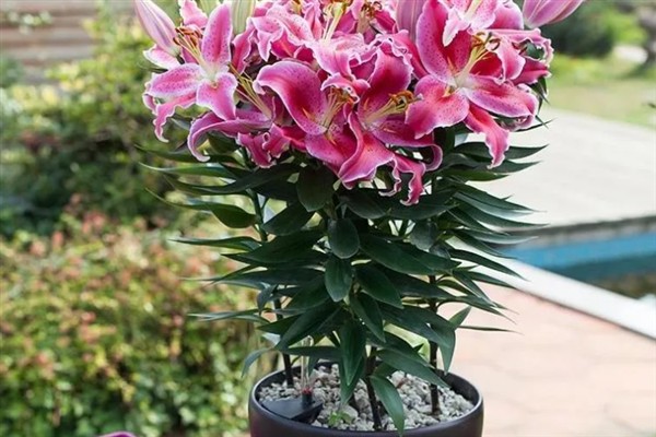 百合花不能放卧室的原因,其花香味浓郁会影响睡眠