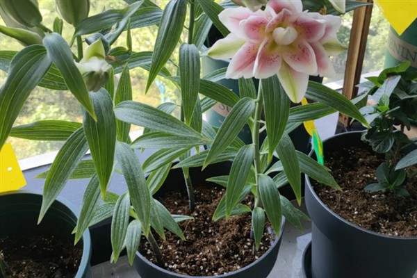 百合花不能放卧室的原因,其花香味浓郁会影响睡眠