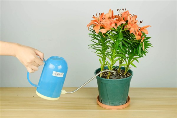 百合花不能放卧室的原因,其花香味浓郁会影响睡眠