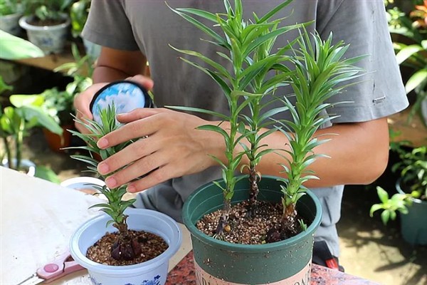 百合花不能放卧室的原因,其花香味浓郁会影响睡眠