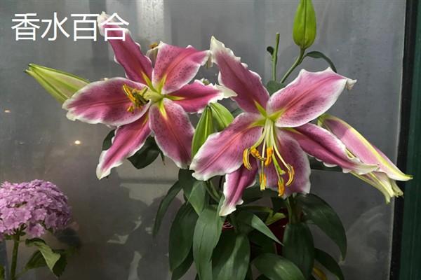 百合花不能放卧室的原因,其花香味浓郁会影响睡眠